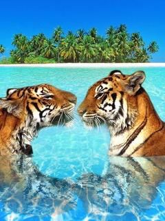 tigers_iy93janu.jpg tigers_iy93janu.jpg